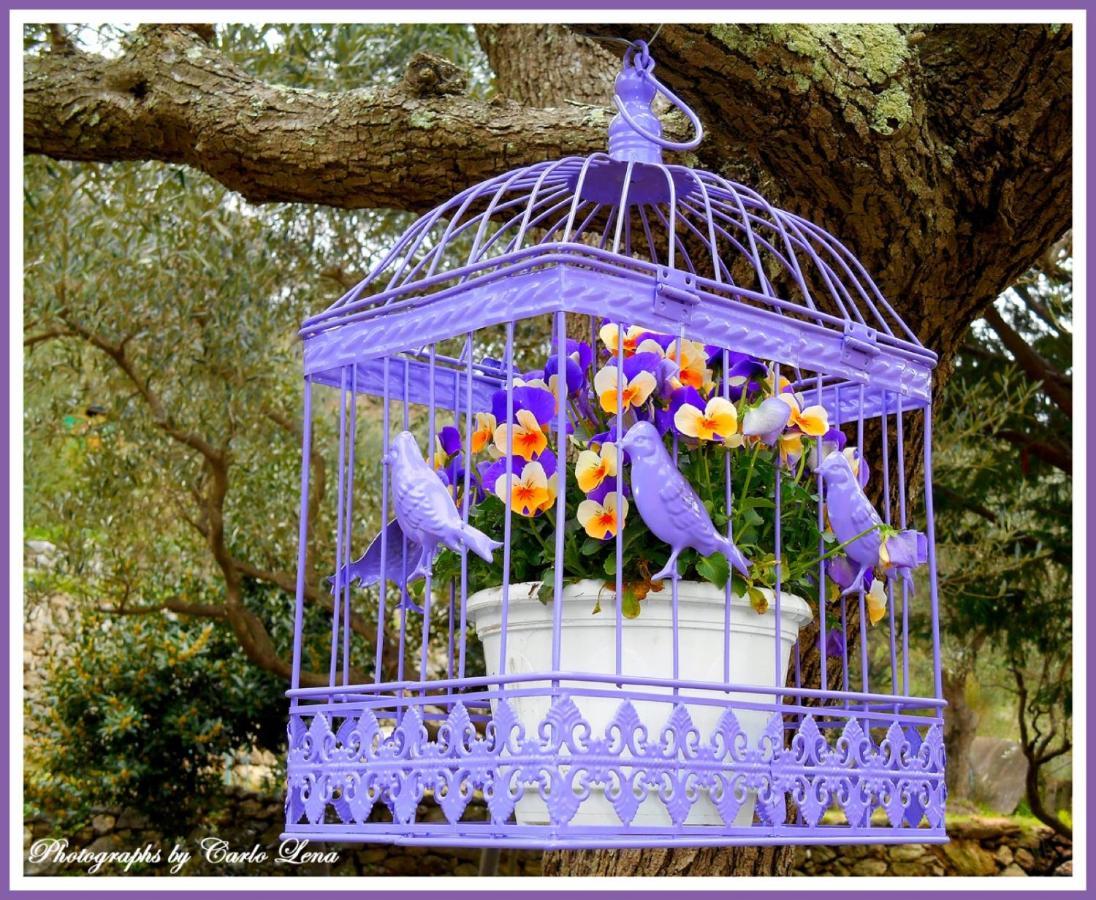 Villa Pierina Finale Ligure Bagian luar foto